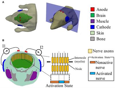 Multiscale Computational Model Reveals Nerve Response in a Mouse Model for Temporal Interference Brain Stimulation